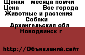 Щенки 4 месяца-помчи › Цена ­ 5 000 - Все города Животные и растения » Собаки   . Архангельская обл.,Новодвинск г.